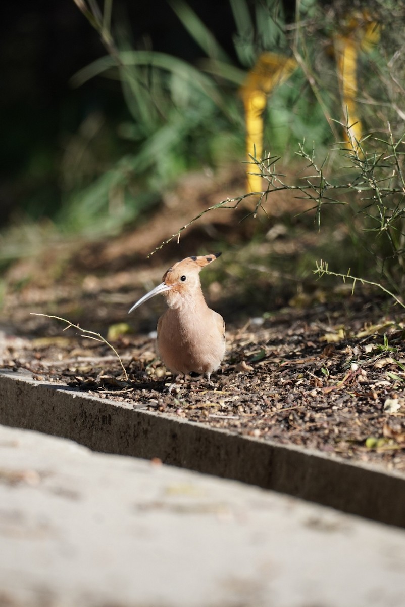 Common Hoopoe (Eurasian) - ML645855011