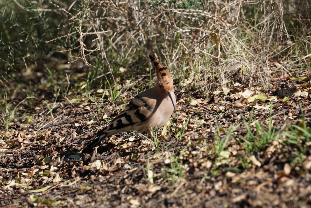 Common Hoopoe (Eurasian) - ML645855012