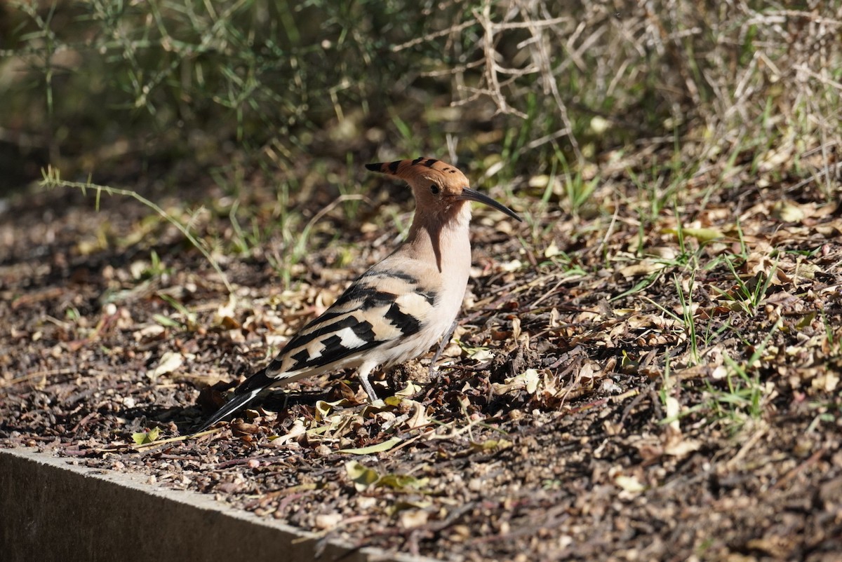 Common Hoopoe (Eurasian) - ML645855013