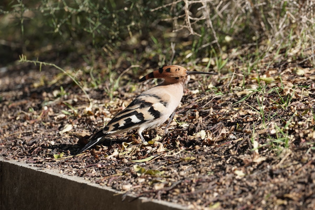 Common Hoopoe (Eurasian) - ML645855014