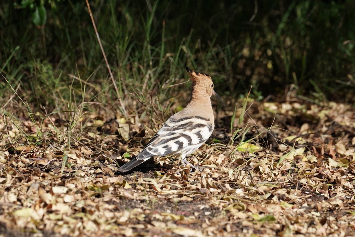 Common Hoopoe (Eurasian) - ML645855015