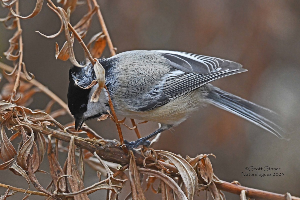 Black-capped Chickadee - ML645855022