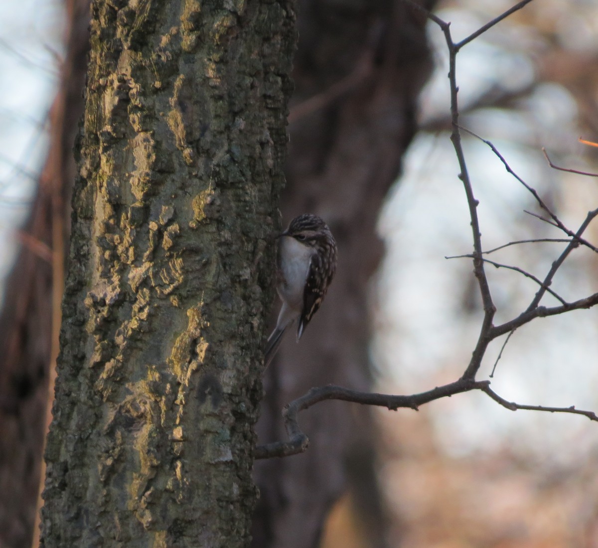 Brown Creeper - ML645855023