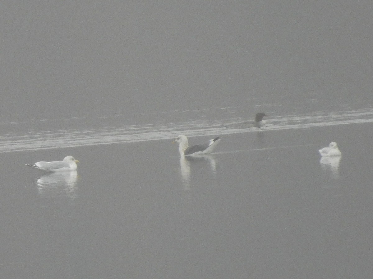 Zafferano - ML645855026