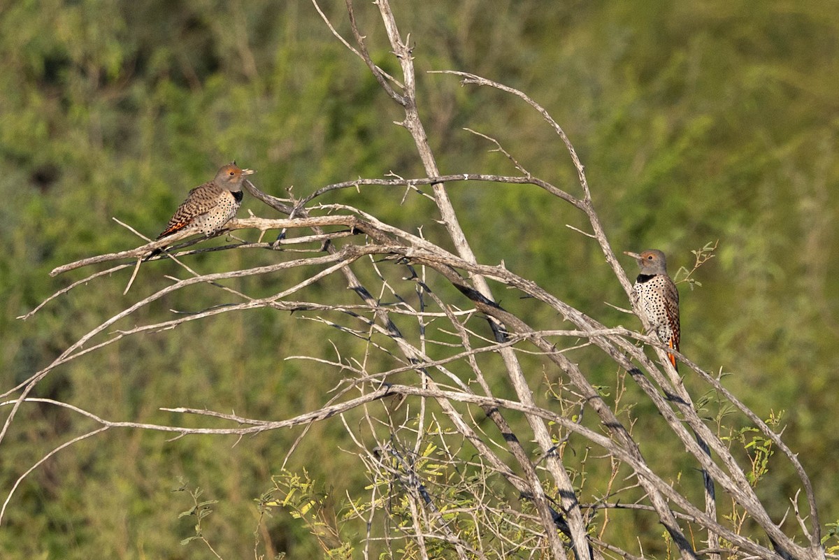 datel zlatý - ML645855027