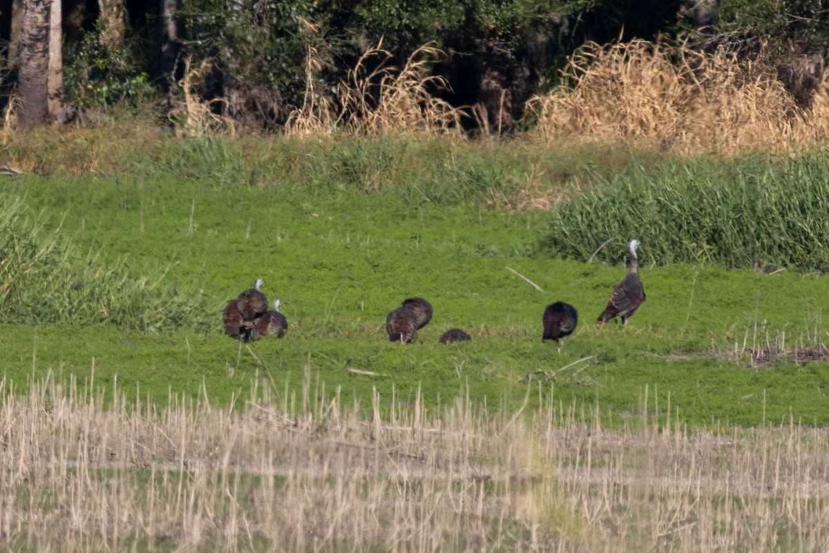 Wild Turkey - ML645855029