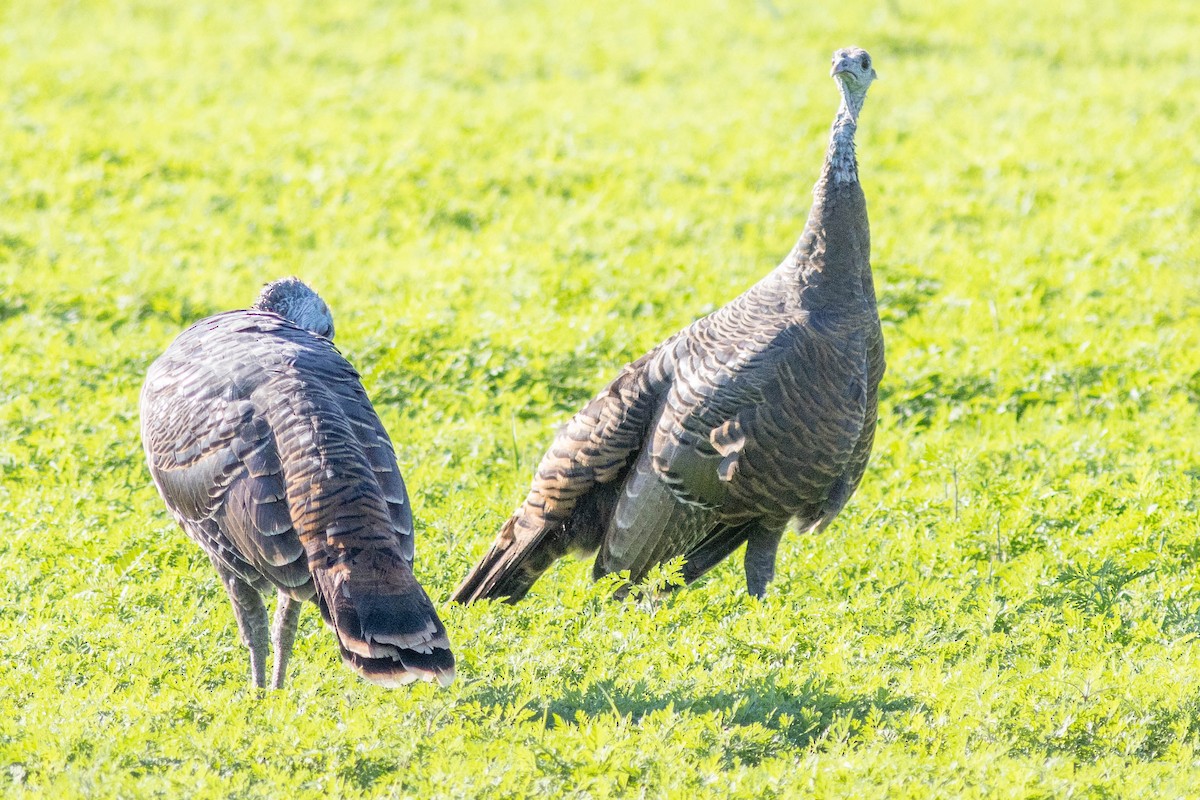 Wild Turkey - ML645855030
