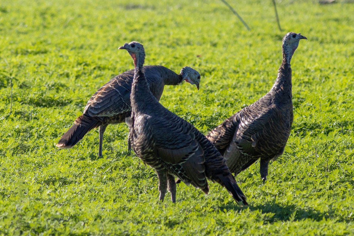 Wild Turkey - ML645855031