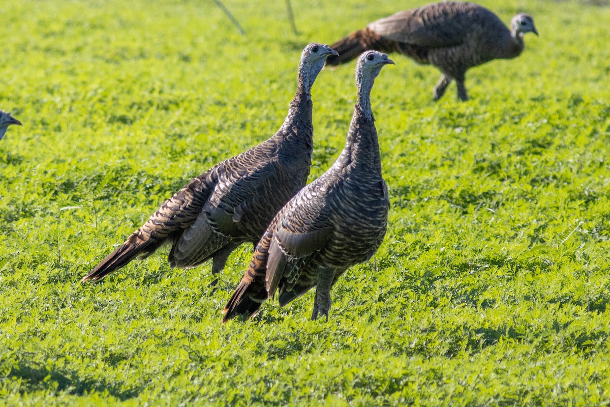 Wild Turkey - ML645855032