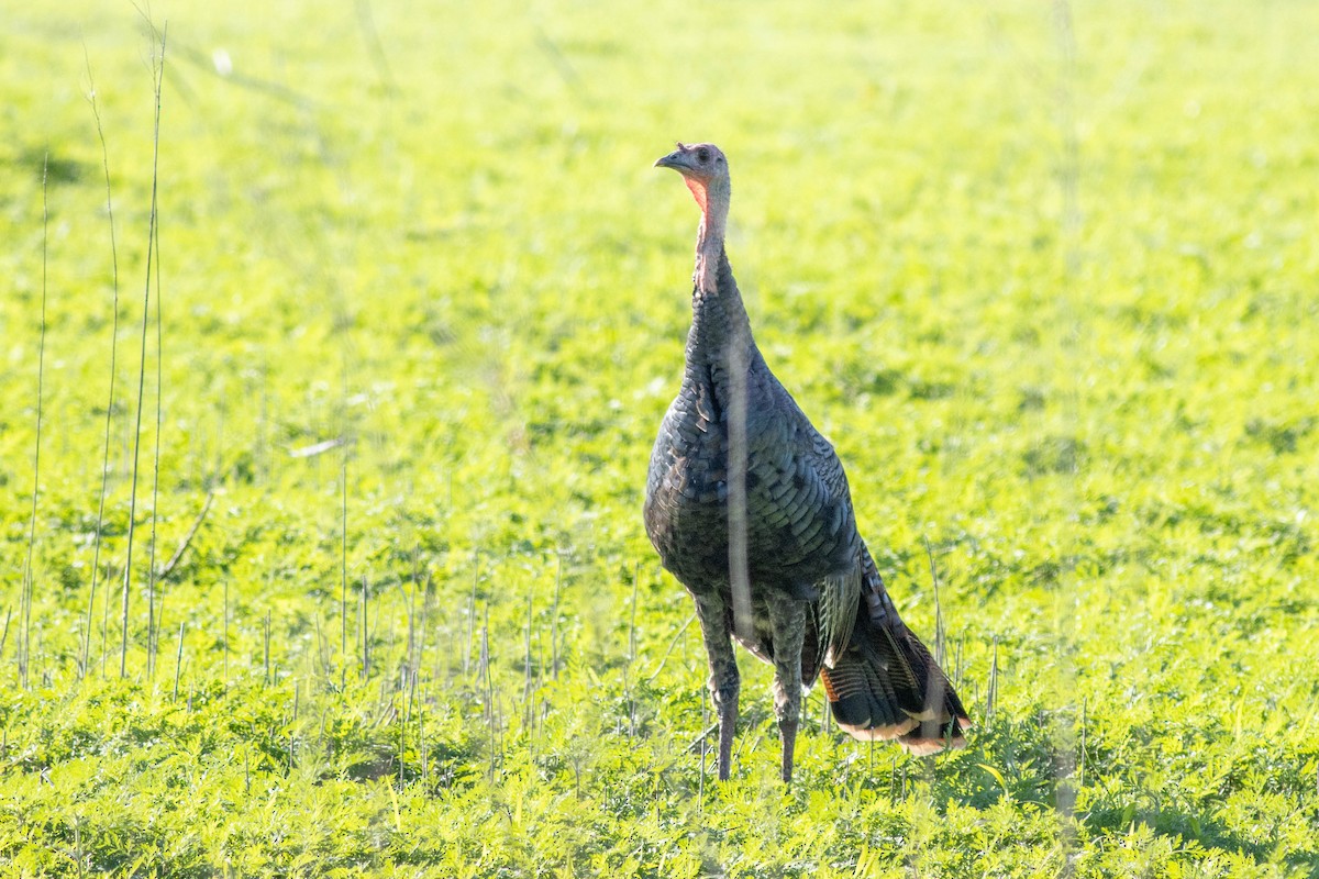 Wild Turkey - ML645855033