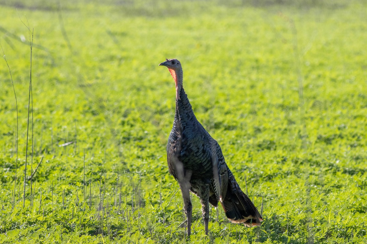 Wild Turkey - ML645855034