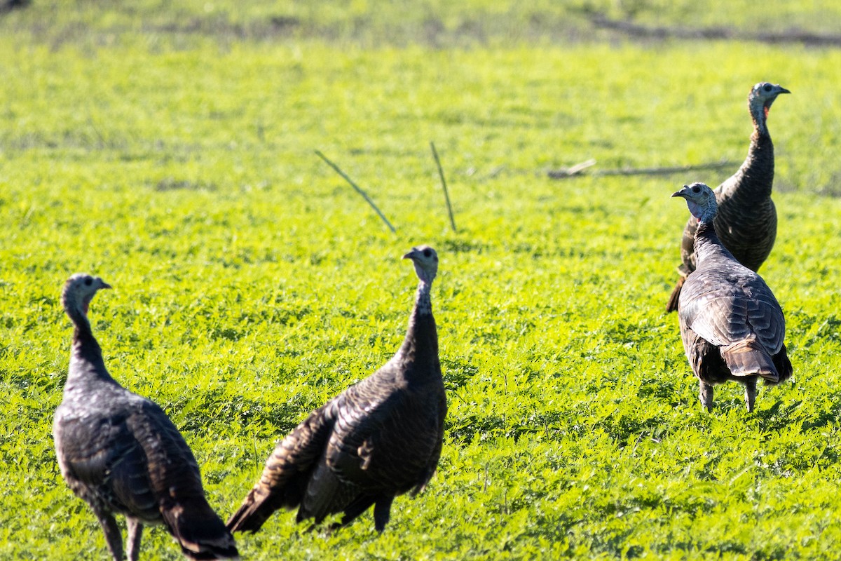 Wild Turkey - ML645855035