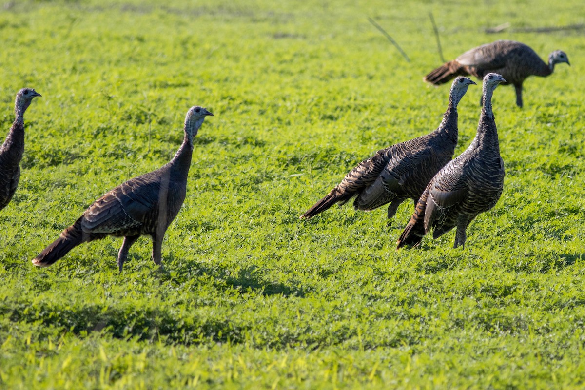 Wild Turkey - ML645855037