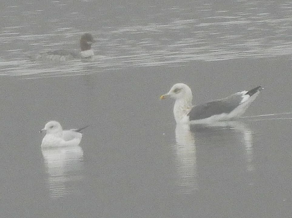 Zafferano - ML645855041