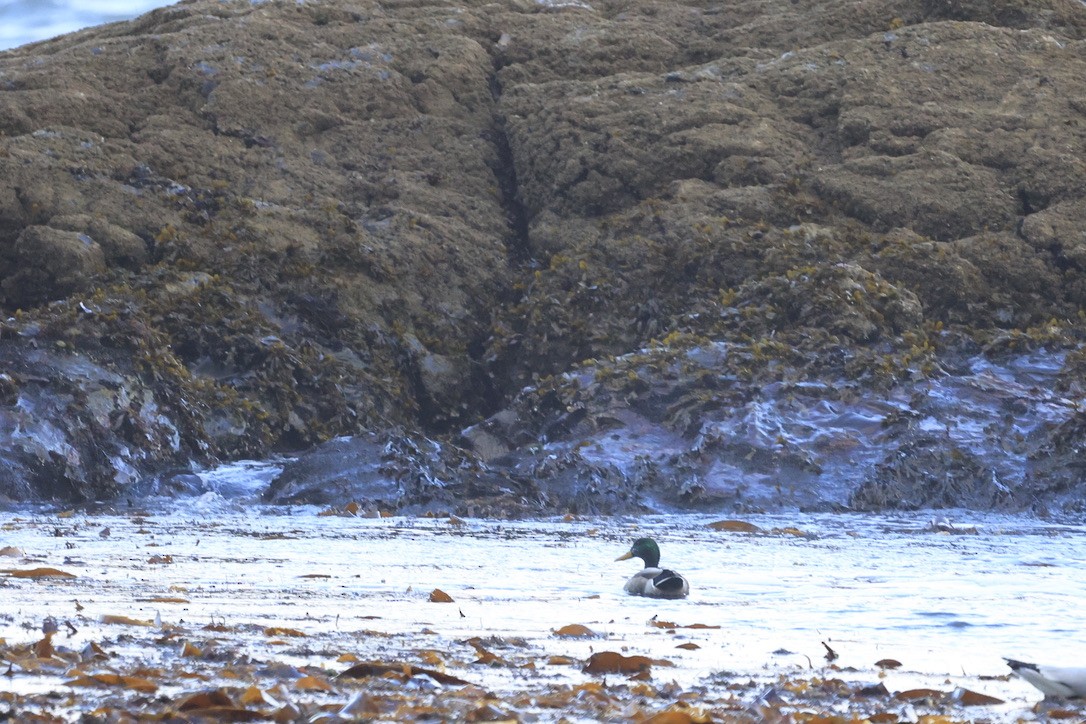 Ánade Azulón - ML645855044