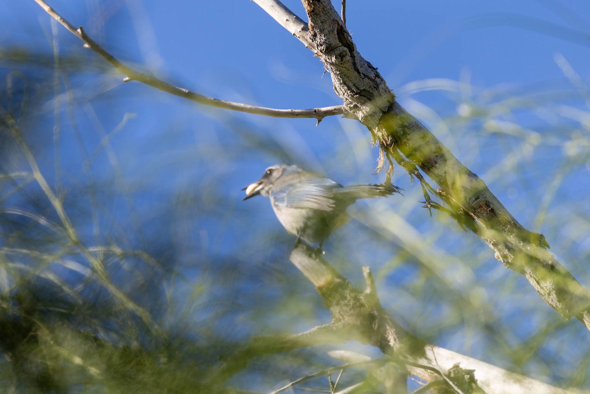 sojka vnitrozemská - ML645855050