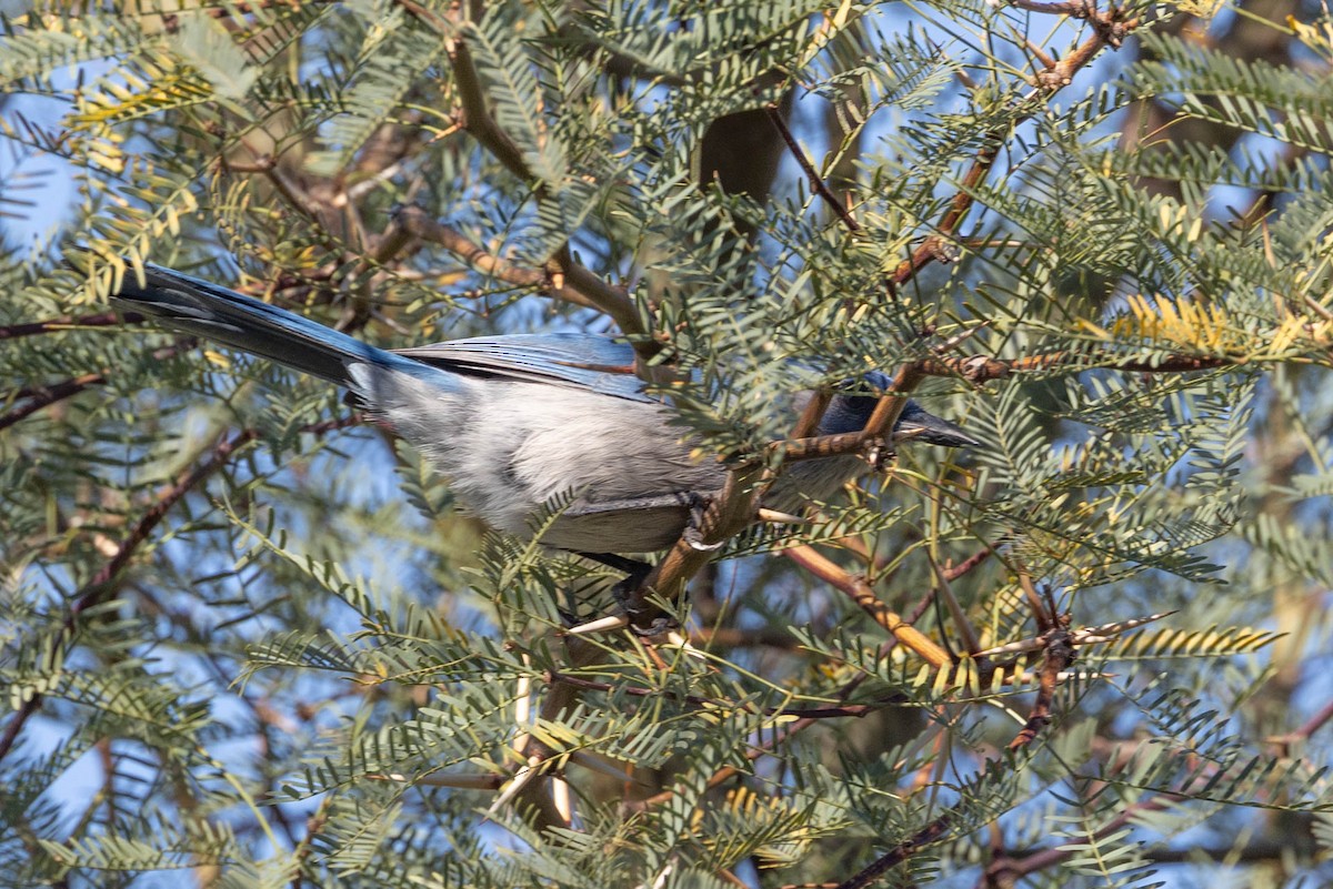 sojka vnitrozemská - ML645855051