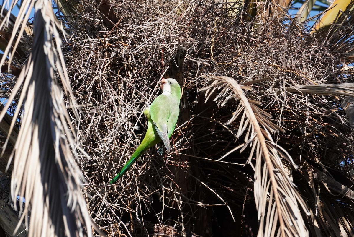 Papagai bulargrisa - ML645855055