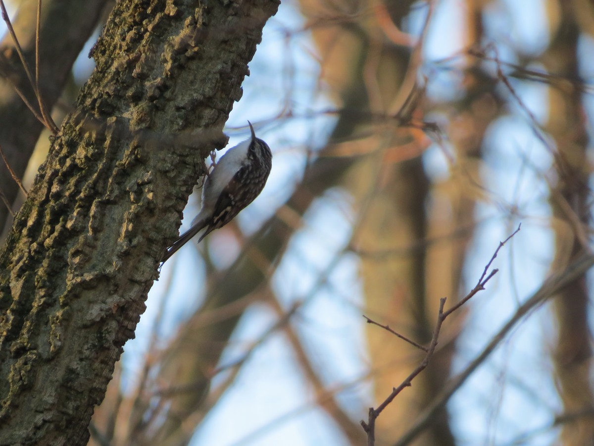 Brown Creeper - ML645855056