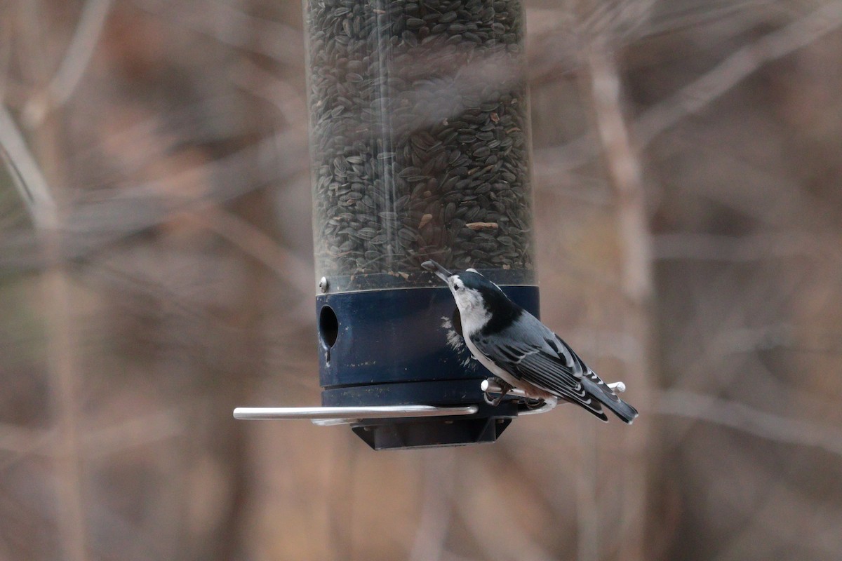 White-breasted Nuthatch - ML645855058
