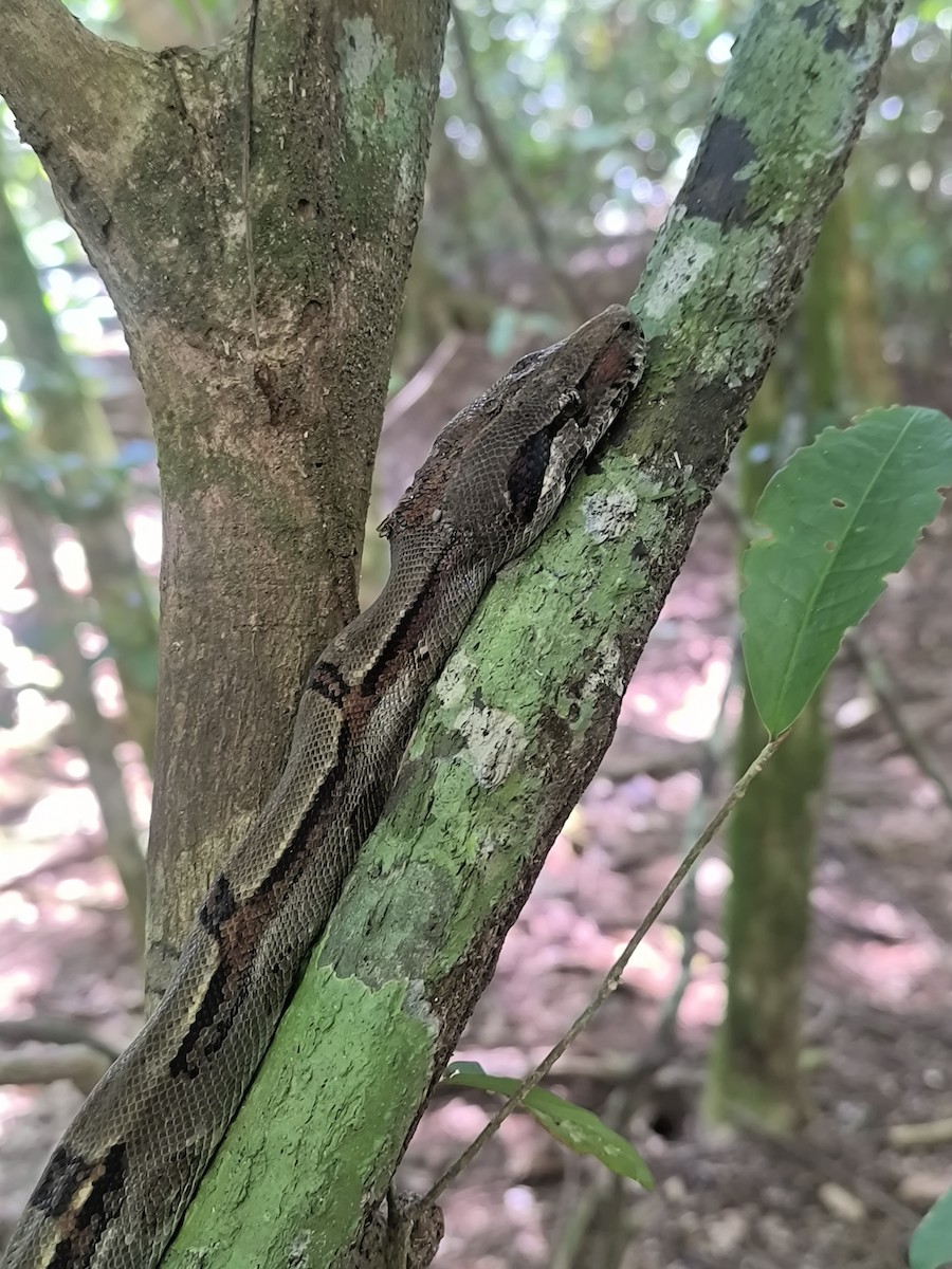 Central American Boa - ML645855061