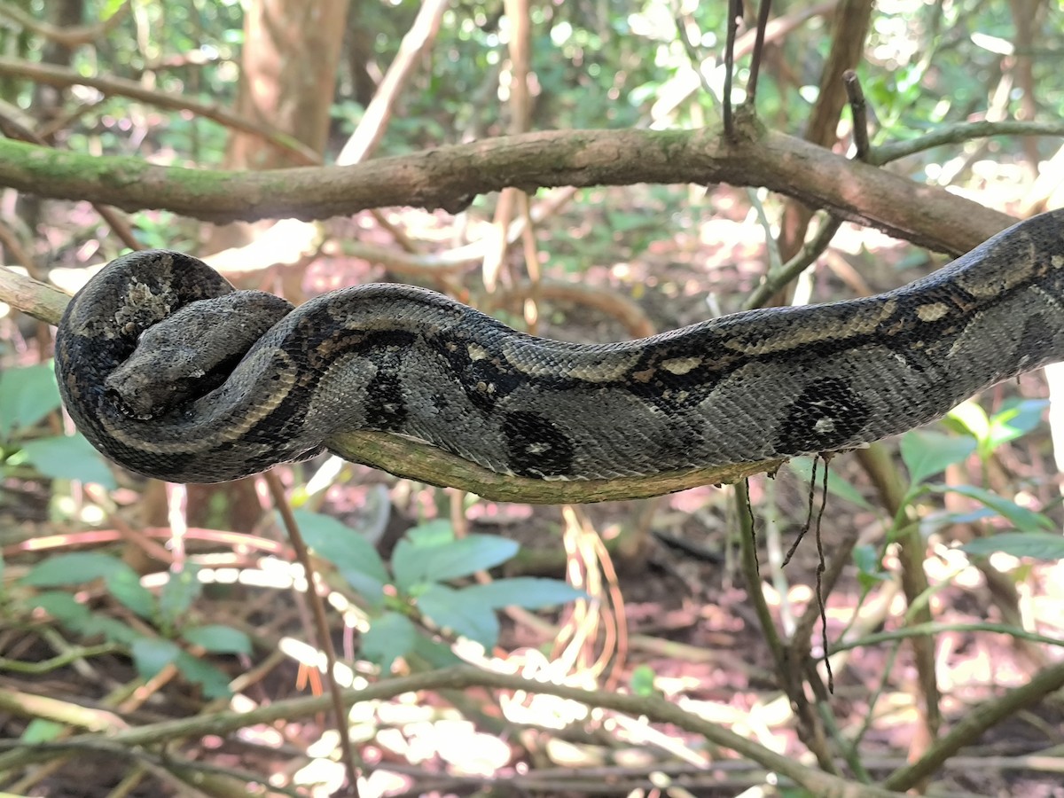 Central American Boa - ML645855065
