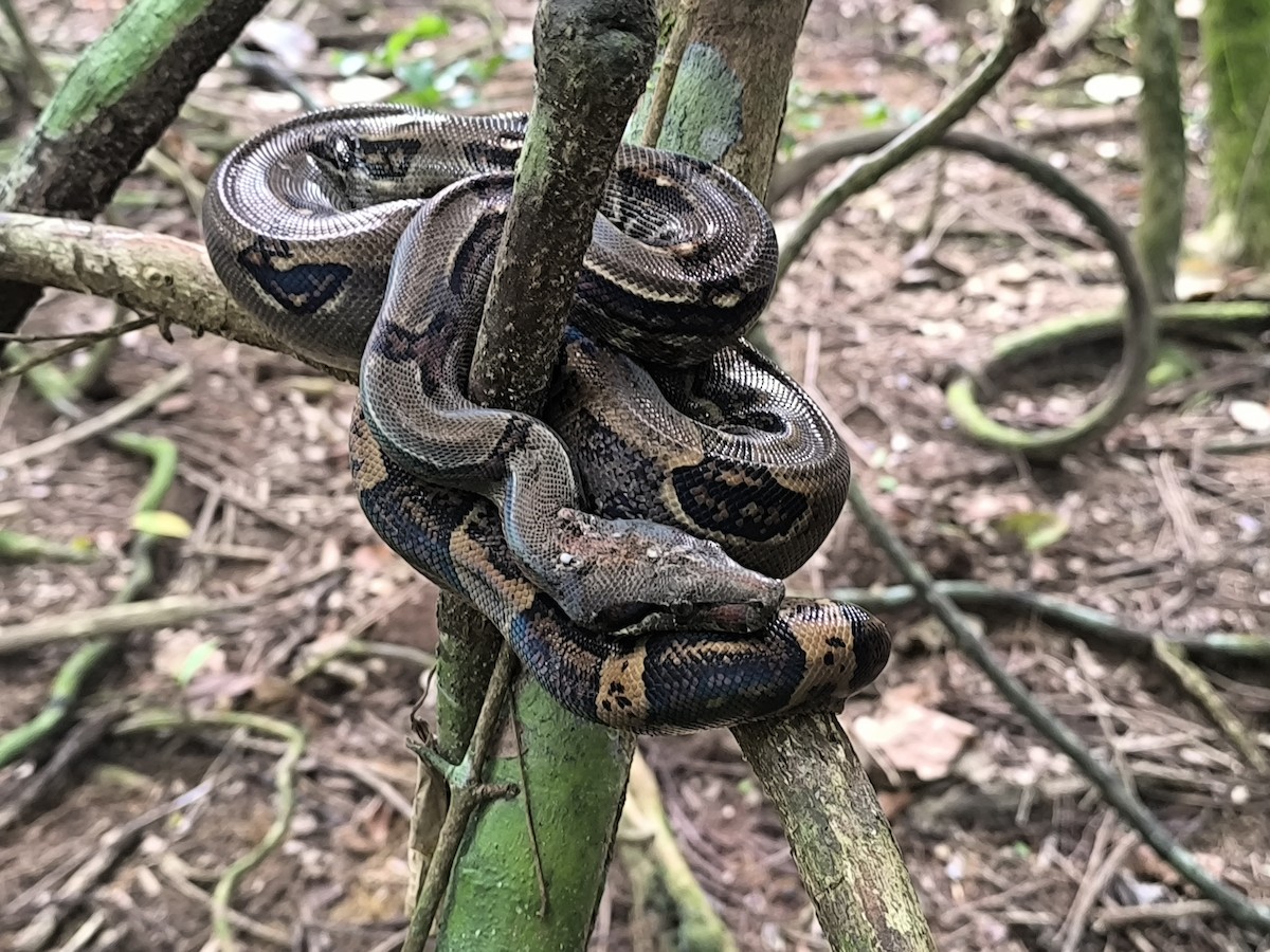 Central American Boa - ML645855066