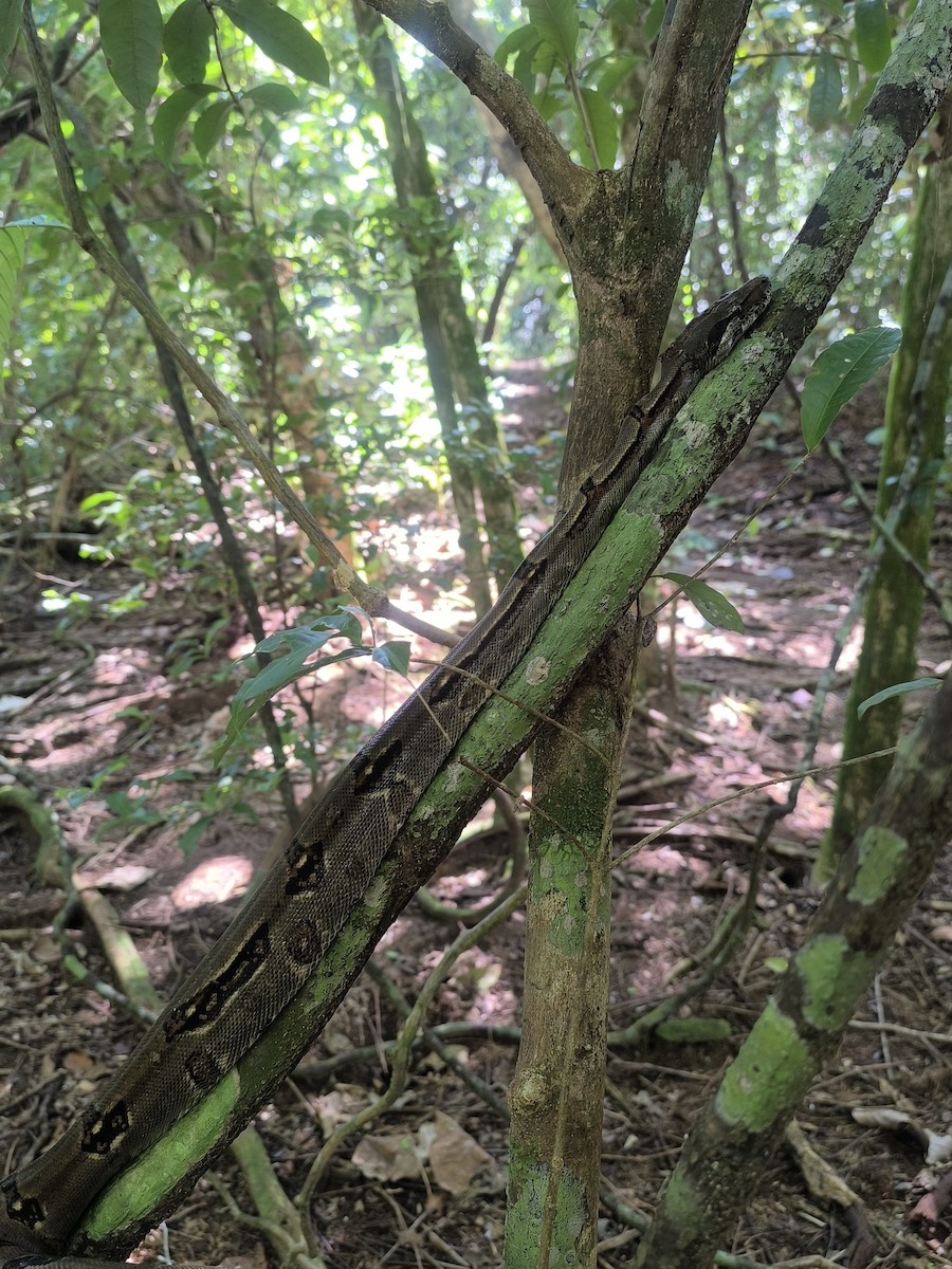 Central American Boa - ML645855067