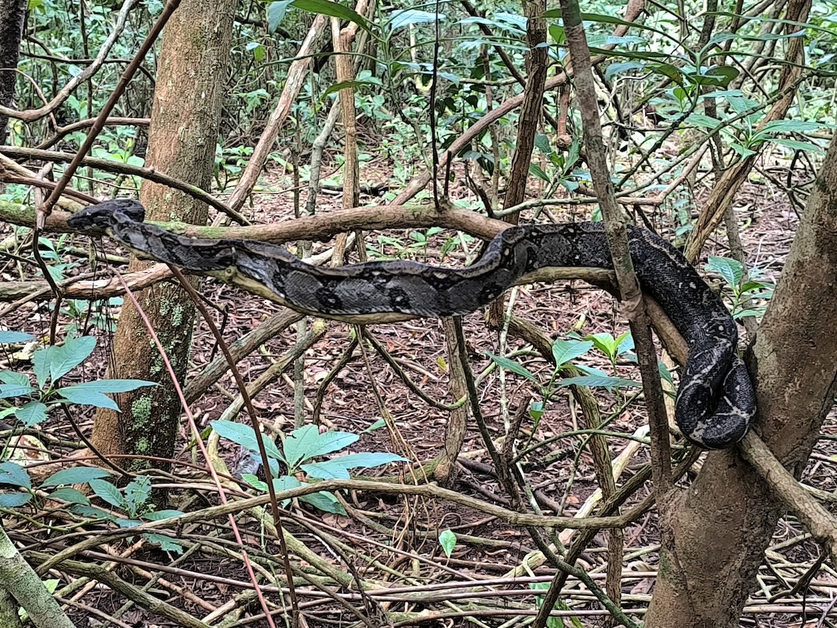 Central American Boa - ML645855068