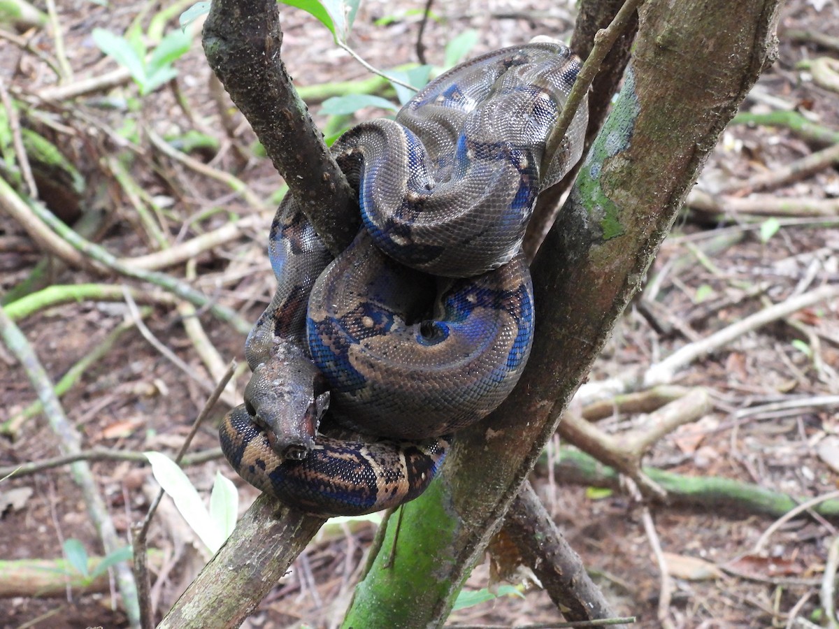 Central American Boa - ML645855069