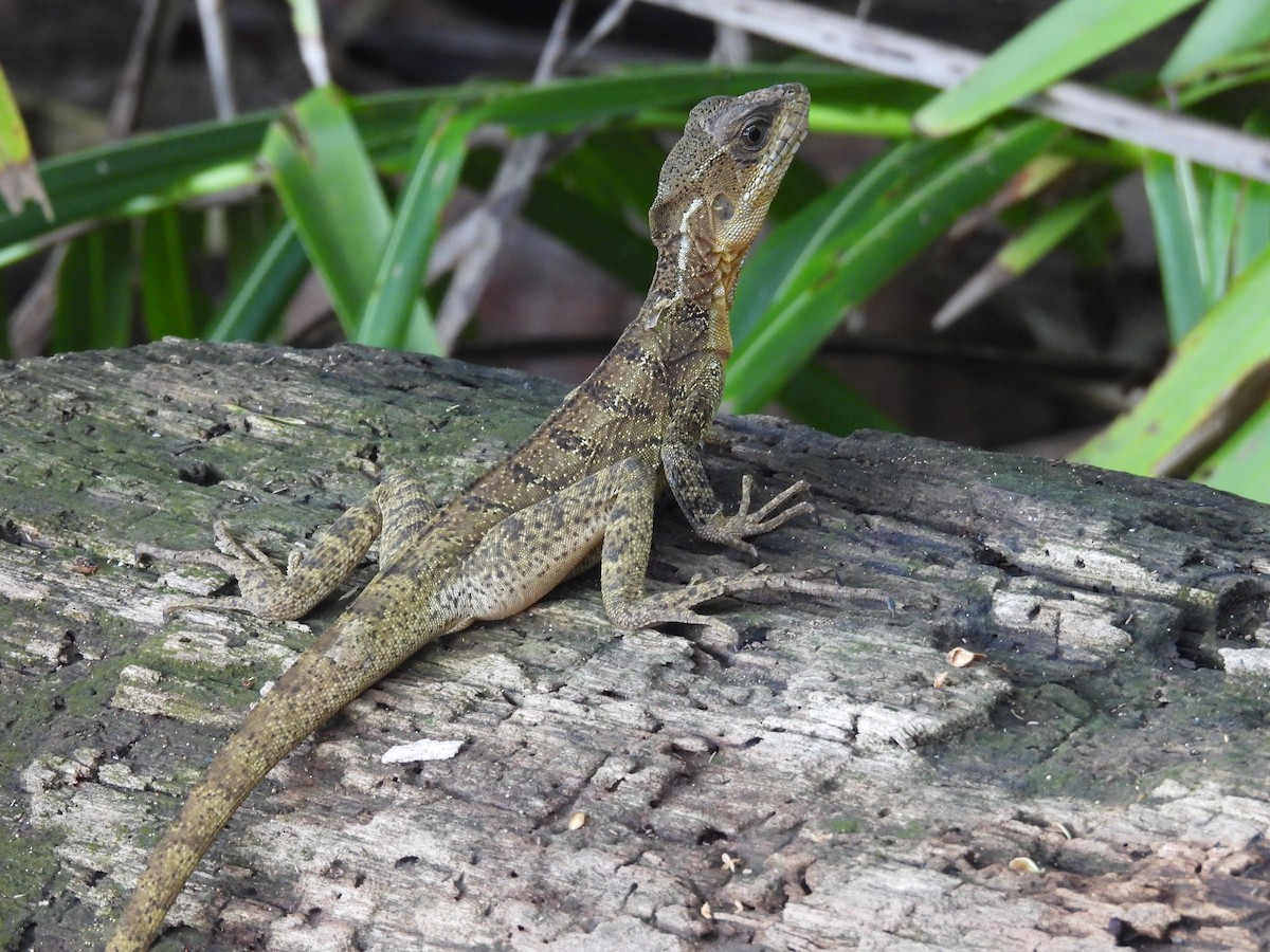 Common Basilisk - ML645855070