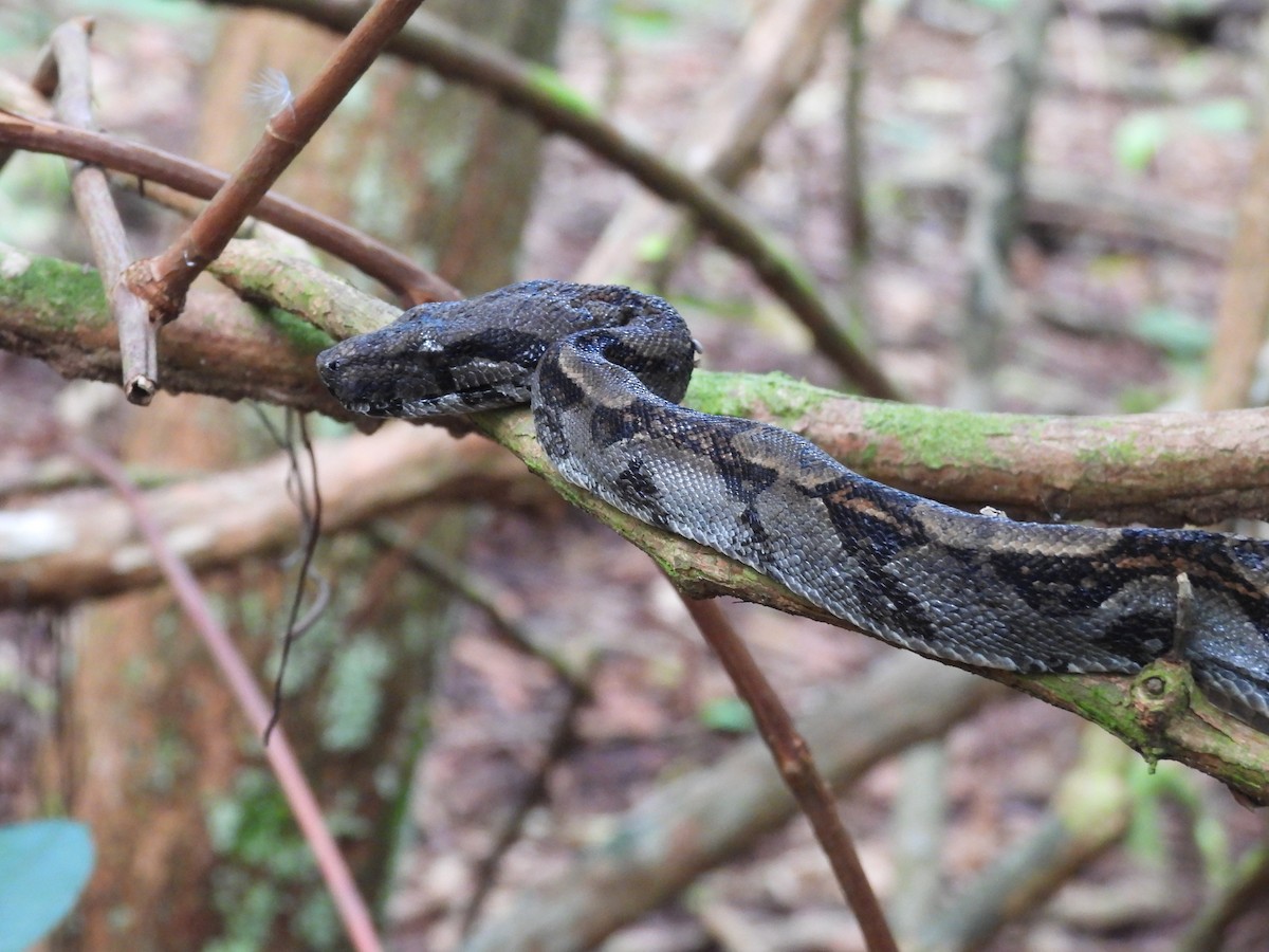 Central American Boa - ML645855073