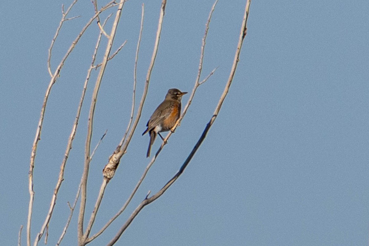 drozd stěhovavý - ML645855074