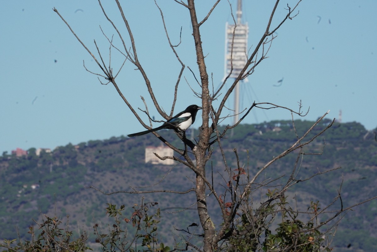Eurasian Magpie (Iberian) - ML645855078
