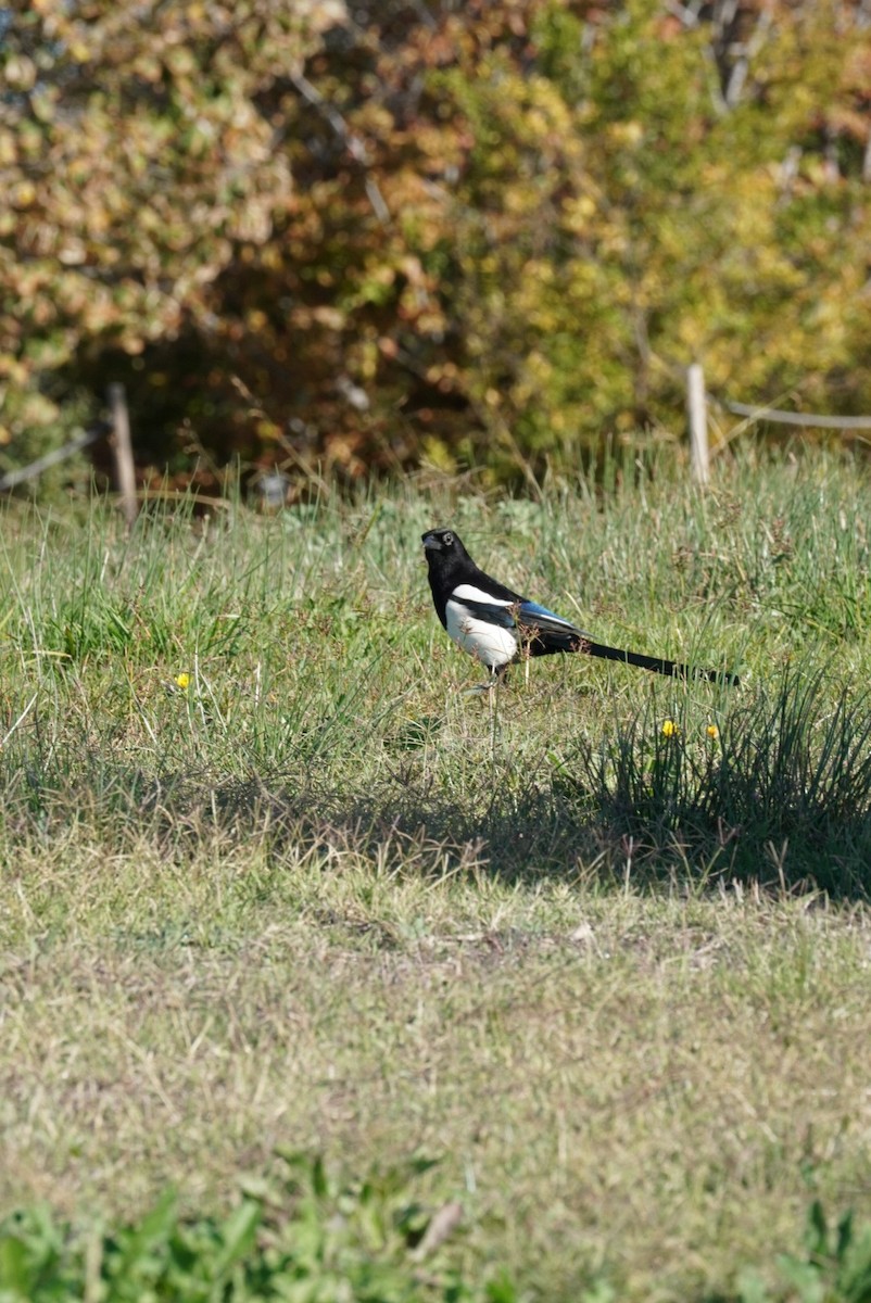 Eurasian Magpie (Iberian) - ML645855079