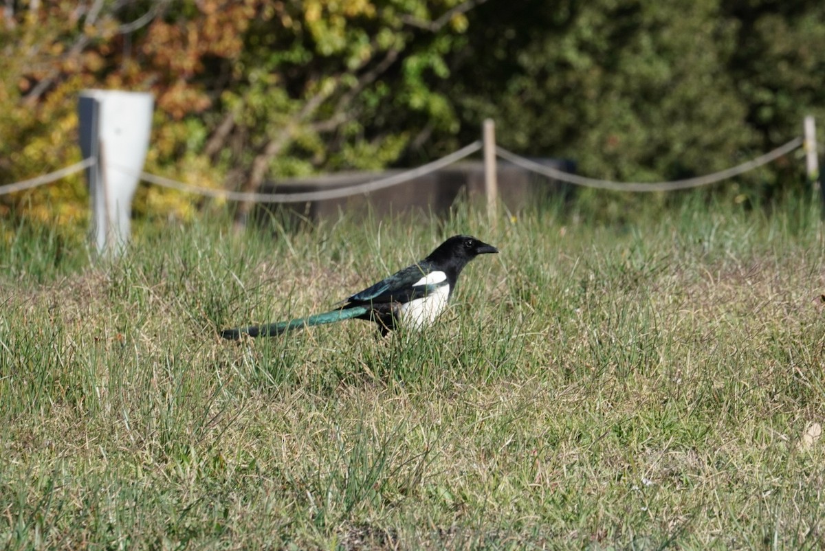 Eurasian Magpie (Iberian) - ML645855080