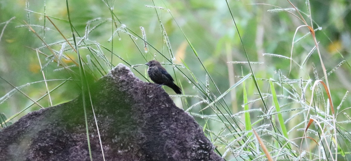 Blue-black Grassquit - ML645855083