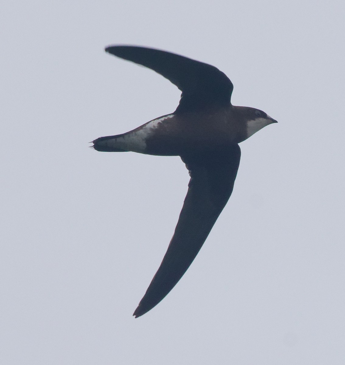 Martinet épineux - ML645855085