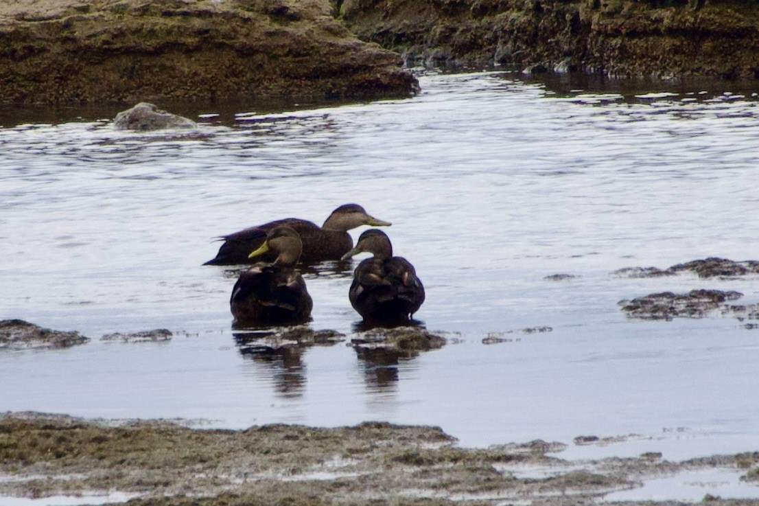 rødfotand - ML645855086