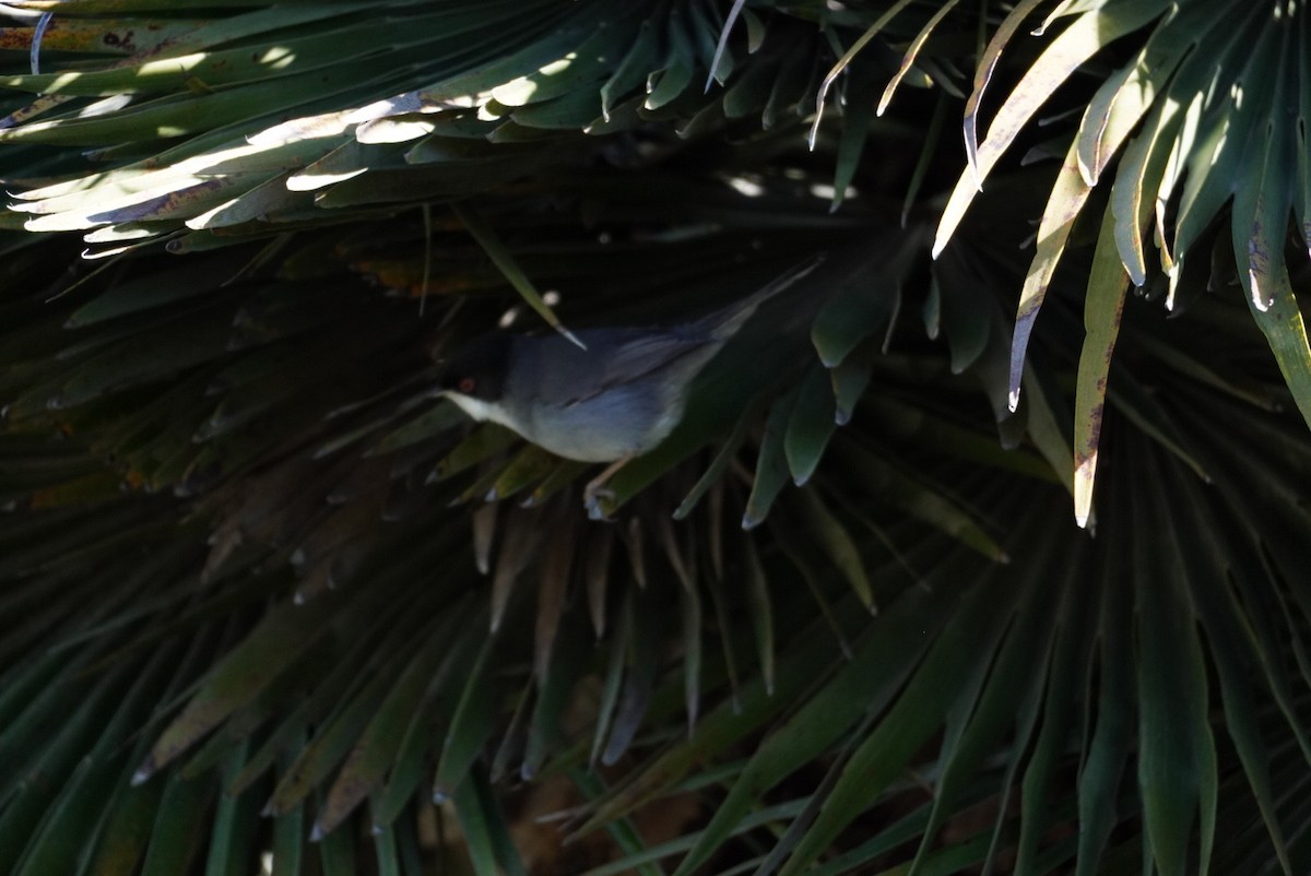 Txinbo burubeltza - ML645855087