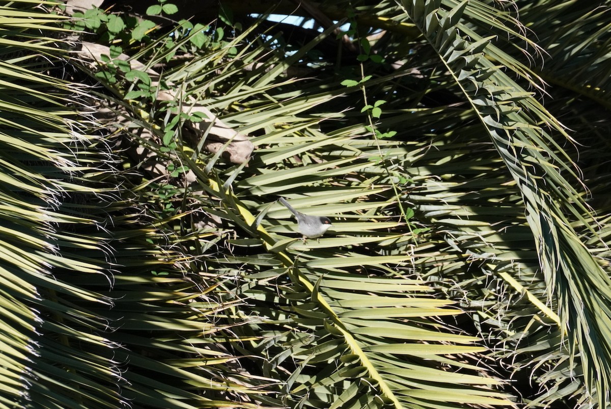 Txinbo burubeltza - ML645855088