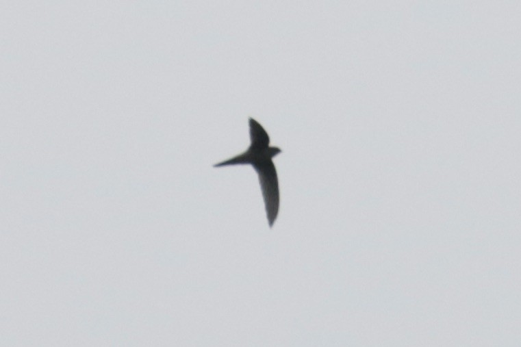 Asian Palm Swift - ML645855089