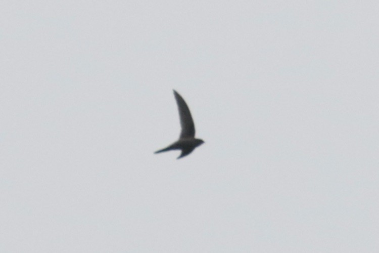 Asian Palm Swift - ML645855091