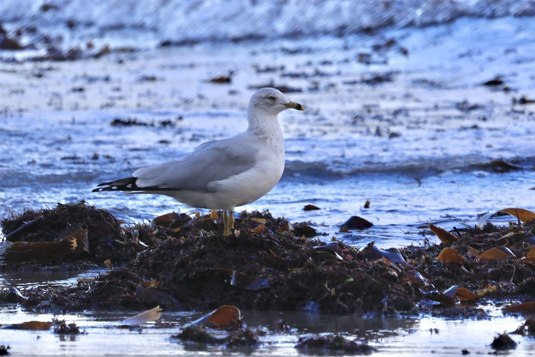 Gaviota de Delaware - ML645855099