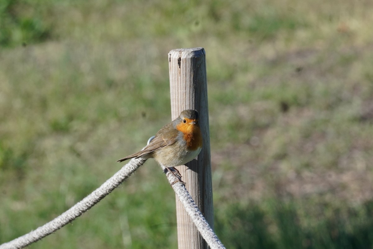 European Robin - ML645855100