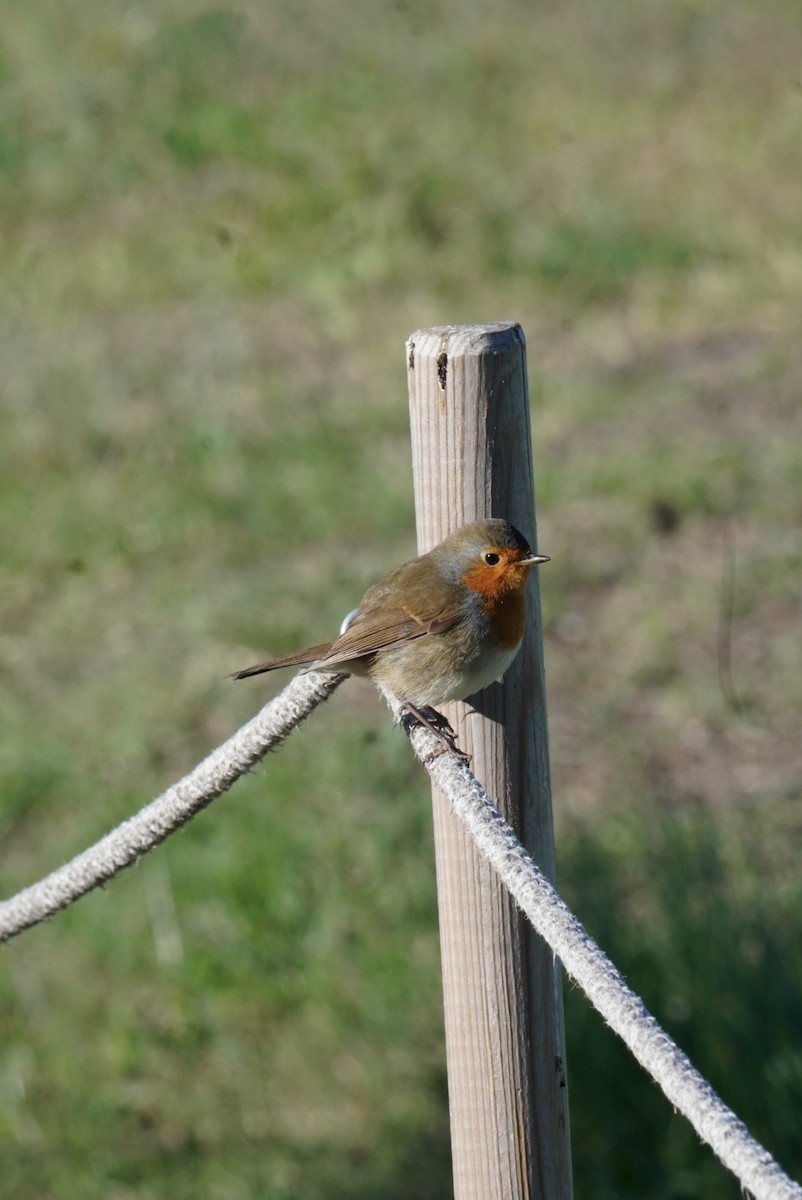 European Robin - ML645855101