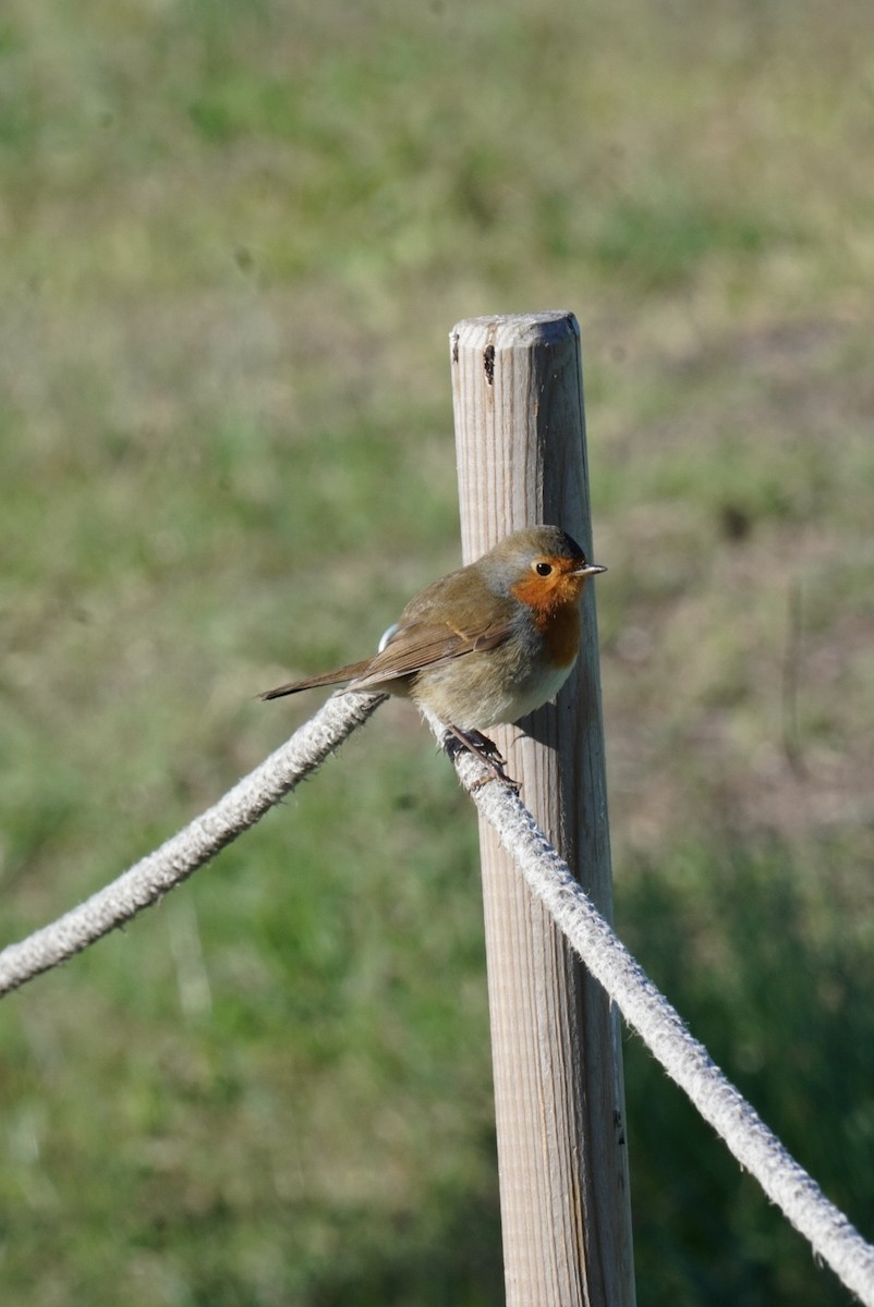 European Robin - ML645855102