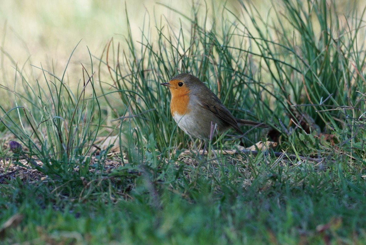 European Robin - ML645855103