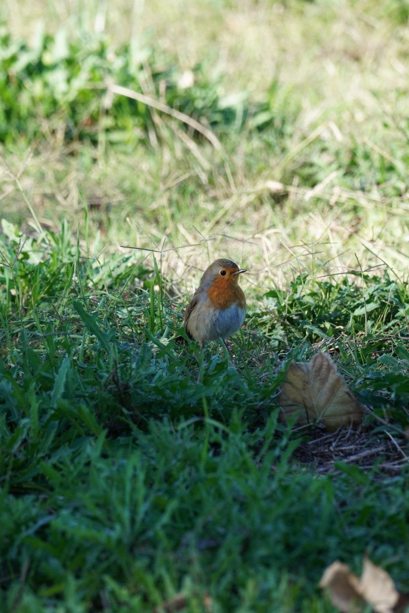 European Robin - ML645855104
