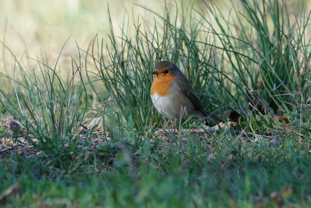 European Robin - ML645855105
